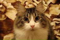 Фотография Коровицыной Нади