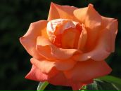 Фотография Назарихиной Светланы