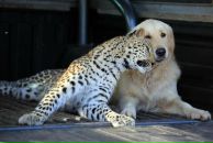 Ирина Череповская фотография #24 (источник - https://vk.com/id2193058)