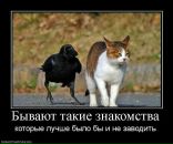 Фотография Deluxe Sashysik