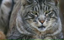 Фотография Коробкова Владислава