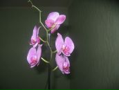 Фотография Зверевой Анастасии