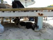 Francua *_*_* фотография #39 (источник - https://vk.com/id68343578)