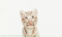 Фотография Шаповалова Андрея