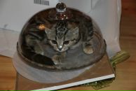 Фотография Леухиной Елены