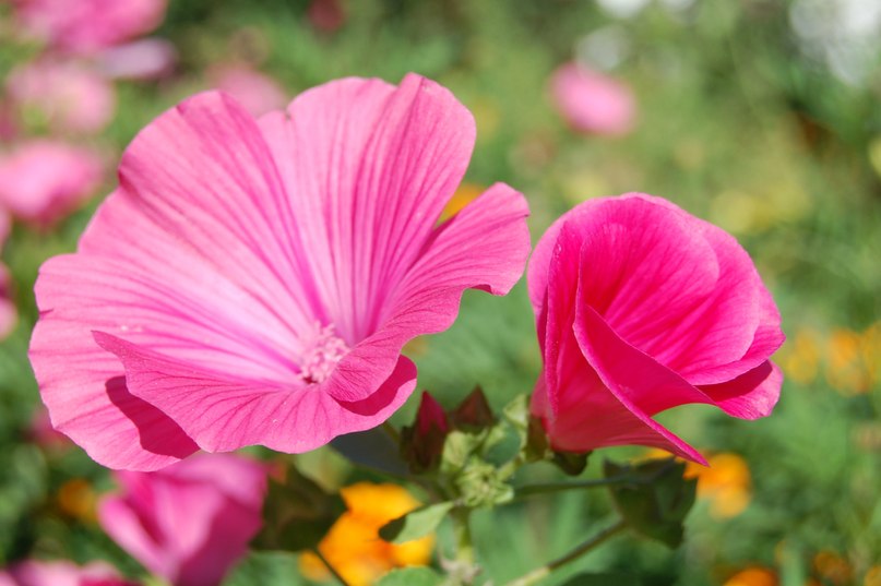 Оля Горбачевська фотография #6