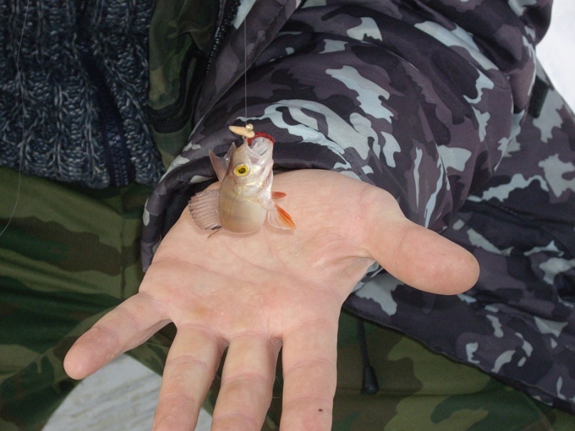 Дмитрий Селюнин фотография #22