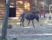 Богдан Бабій фотография #25 (источник - https://vk.com/id148346253)