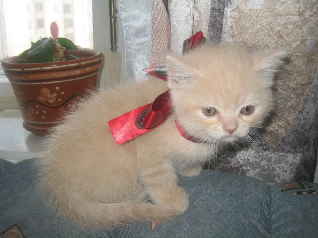 Наталья Ковтун фотография #47