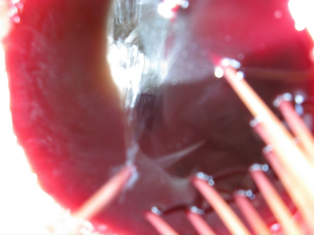 Cucumber Jam фотография #28