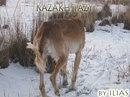 Kazakhy Tazy фотография #42 (источник - https://vk.com/id166144282)