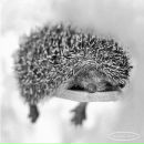 Фотография Каймановой Екатерины