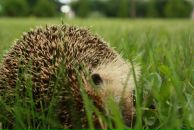 Poizd Місьо фотография #8 (источник - https://vk.com/id8623116)