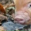 Галя Зінчук фотография #15 (источник - https://vk.com/id66067971)