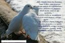Інна Музичка фотография #35 (источник - https://vk.com/id145106324)