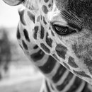 Фотография Роганова Евгения