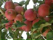 Віталік Гикавий фотография #6 (источник - https://vk.com/id65550734)