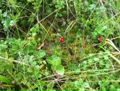 Вікторія Безкровна фотография #4 (источник - https://vk.com/id99148380)