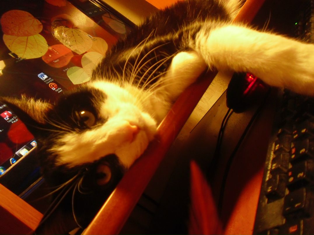 Элина Криштопа фотография #18