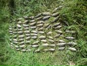 Роха Лесів фотография #9 (источник - https://vk.com/id7576011)