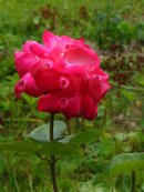 Дмитрий Рисник фотография #43 (источник - https://vk.com/id859134)