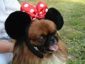 Вікторія Ковач фотография #13 (источник - https://vk.com/id83308164)