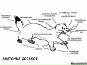 Фотография Минситовой Марии