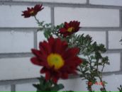 Фотография Литвинова Антона