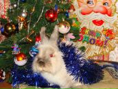 Фотография Бурцевой Юлии