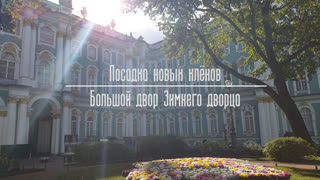 Посадка новых клёнов