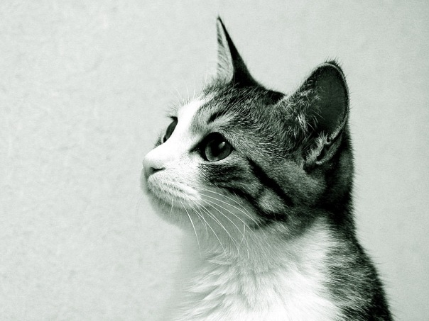 №3, Светочка Денисова №3, Светочка Денисова