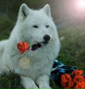 Фотография Волкова Анна