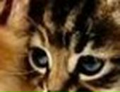 Аліна Третякович фотография #35 (источник - https://vk.com/id36342602)