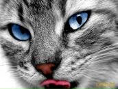 Фотография Лебедева Ярослава