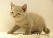 Фотография Малышевой Светланы