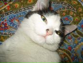 Фотография Аль-Аттаби Марии