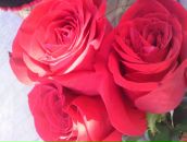 Фотография Ганичевой Анны