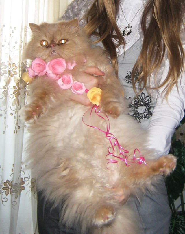 Алла Зеленко фотография #21