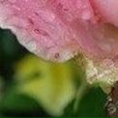 Людок Корнійчук фотография #40 (источник - https://vk.com/id21605957)