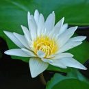 Фотография Лорентс Анны