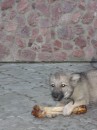 Вовчик Кузьміч фотография #33 (источник - https://vk.com/id64250712)