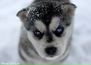 Фотография Москалова Виктора