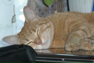 Фотография Хавазовой Татьяны