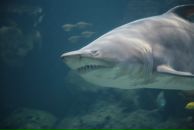 Фотография Лавреева Александра