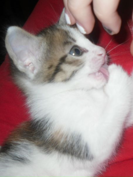 Рицка Кель фото №1