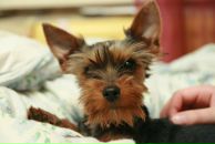 Фотография Nikolaenko Aleksey