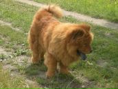 Ігор Самборський фотография #7 (источник - https://vk.com/id74238124)